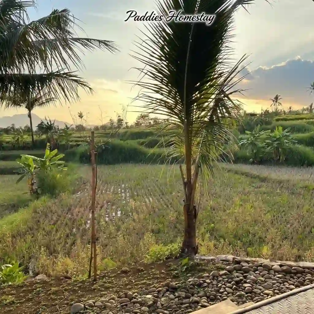 paddies homestay review