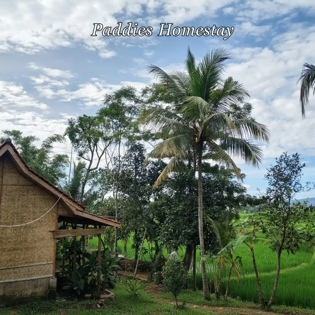 cianjur paddies homestay